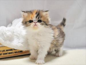エキゾチックロングヘアー