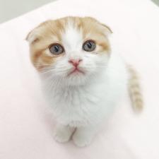 スコティッシュフォールド ☆垂れ耳王子!!☆