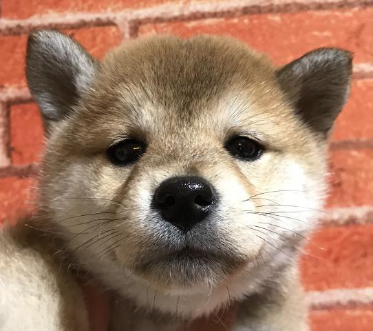 柴犬 今なら3万円割引き ショータイプの極上の柴犬女の子 子犬や子猫たちのペット販売情報が満載 ペットステーション