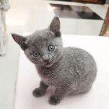 ロシアンブルー ★微笑みにゃんこ★