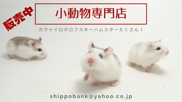 ゴールデンハムスター シリアンハムスター 子犬や子猫たちのペット販売情報が満載 ペットステーション