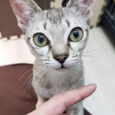 シンガプーラ ☆希少な極小猫!☆