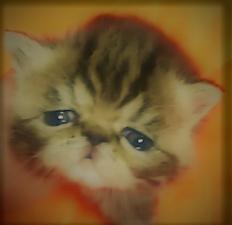★ジパングキャット★遺伝子検査実施店