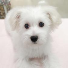 マルチーズ ☆涙やけ無し!純白天使!☆
