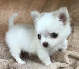 チワワ(ロングコート)❤️今なら10万円割引き❤️超コンパクトなチワワくん❤️