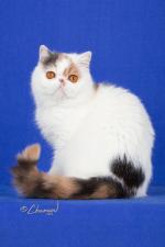 cattery mint-latte