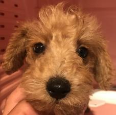 MIX(雑種)❤️今なら5万円割引き❤️シュナプーくん三兄弟でやって来ました❤️