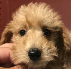MIX(雑種)❤️今なら5万円割引き❤️個性あるシュナプーくん❤️