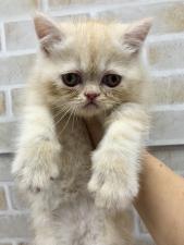 エキゾチックショートヘアー