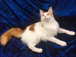 maine-coon.fun