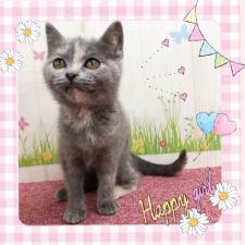 ブリティッシュショートヘア