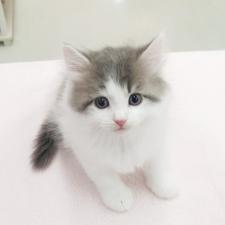 ノルウェージャンフォレストキャット ★レアカラーの美形にゃんこ!★