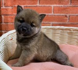 柴犬❤️今なら8万円割引き❤️⭐️豆柴⭐️小ぶりです⭐️