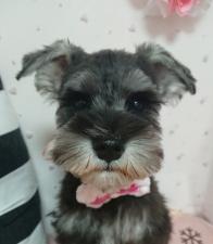 ミニチュアシュナウザー