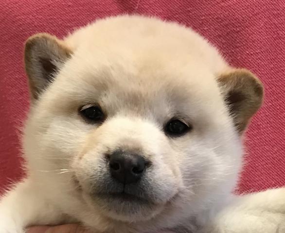 柴犬❤️平成最後の大特価‼️今なら10万円割引き❤️豆柴❤️白の女の子❤️