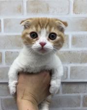 マンチカン