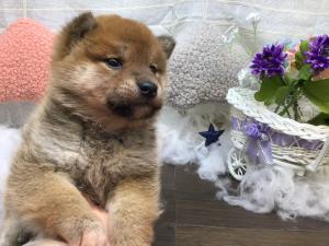 柴犬