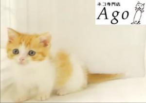 ミヌエット(旧ナポレオン)