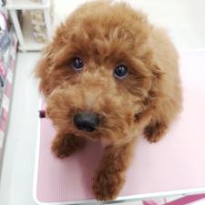 トイプードル☆オシャレなモヒカンプーくん☆