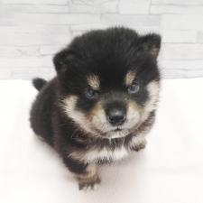柴犬