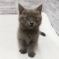 ブリティッシュショートヘア