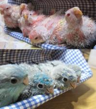 Azuki Bird Shop