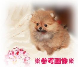 ポメラニアン