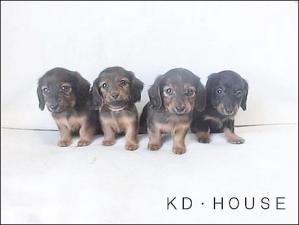 カニンヘンダックス専門ブリーダーKD・HOUSE