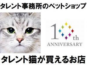 ⭐タレント猫専門店⭐ねこランド春日部西口店