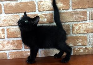 ボンベイ【日本国内に殆どいない超希少種・黒猫】