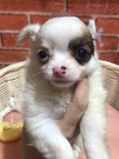 チワワ(ロングコート)💕新入りさんのチワくん💕春のワンニャン特価17万円‼️