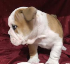 ブルドッグズバリ業販価格28万円‼️