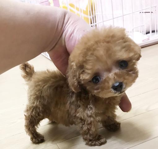 トイプードル 子犬や子猫たちのペット販売情報が満載 ペットステーション