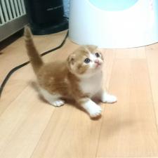 スコティッシュフォールド
