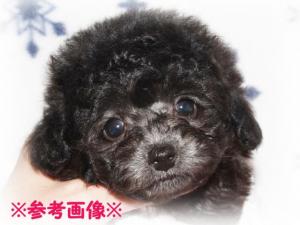トイプードル☆★《破格!!!》希少な【プラチナシルバー】のティーカップちゃん!!小ぶりな男の子《34.8万円》もおります♪★☆