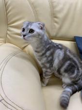 スコティッシュフォールド