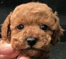 トイプードル❤️春のワンニャン特価15万円‼️❤️標準より小さめなトイサイズ💕まんまるな瞳が特徴で濃いめのレッドくん❤️