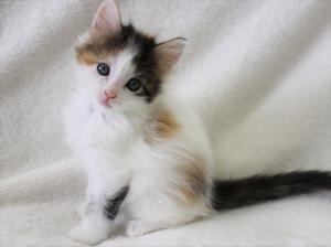ノルウェージャンフォレストキャット【長毛・希少キャリコ(三毛猫)】
