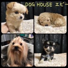 DOG HOUSE エビー