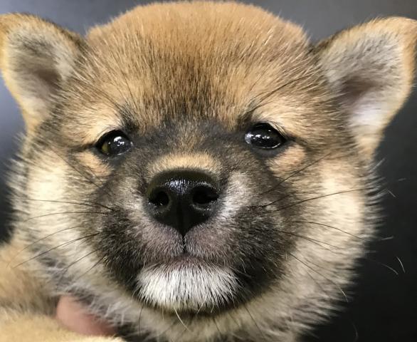 ⭐️豆柴犬⭐️間違いないサイズの豆ちゃん💕今週の大特価33万円💕ティアラだから実現できるこの価格💕お口の黒い毛色は、綺麗に抜けますのでご安心を💕