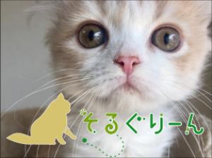 子猫のお店 そるぐりーん