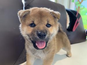 柴犬