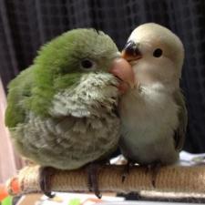 ぴーちく ぱーちく