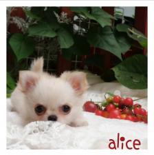 🌻alice-アリスのチワワ🌻