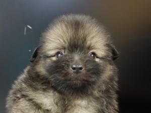 ポメラニアン
