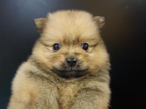 ポメラニアン