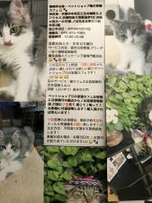 ペットシヨッブ猫の家猫カフェ