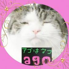アゴはネコ ネコ専門店代々木駅徒歩1分通常販売子猫・里親譲渡ネコ