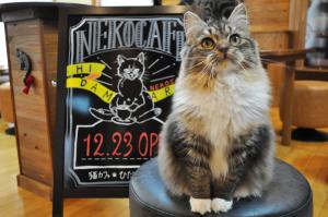 ひだまり猫茶房