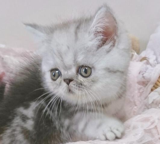 エキゾチックショートヘアー - 子犬や子猫たちのペット販売情報が満載